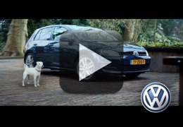 Vídeo: Cãozinho louco por carro