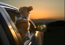 Série fotográfica reúne cachorros na janela do carro