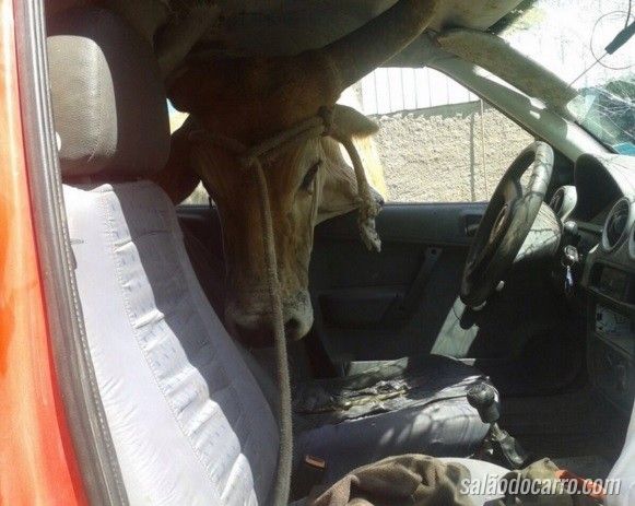 Boi fica com a cabeça presa na janela de carro